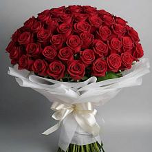 Букет 101 Красная роза Блэк Мэджик #REPLACE_PRED# Большая Соснова